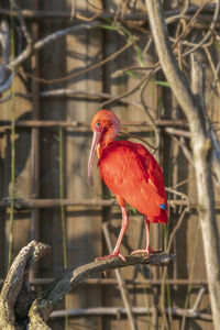 Ibis red bird sitting on a tree branch