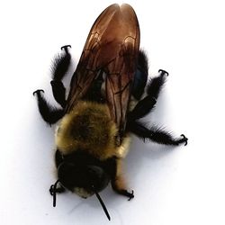 High angle view of bee on flower