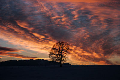 Silhouette trees on field against sky during sunset