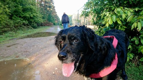 Close-up of wet dog by plants