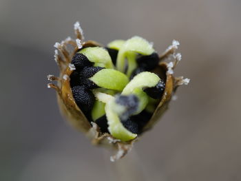 Close-up of honey bee on flower