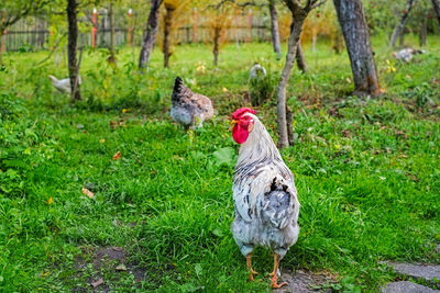 Close-up of rooster on field