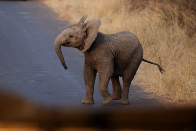 Side view of elephant walking on land