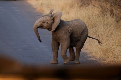 Baby elephant walking on land