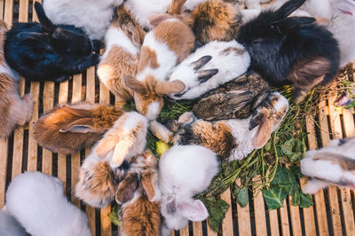 High angle view of birds in nest