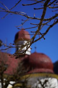 Low angle view of berries on tree against sky