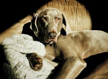 High angle view of weimaraner lying on bed at home during sunny day