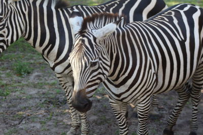 Zebras standing in a zebra