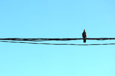 Low angle view of bird perching on cable against clear sky