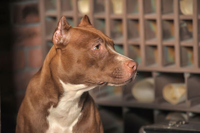 Close-up of a dog looking away