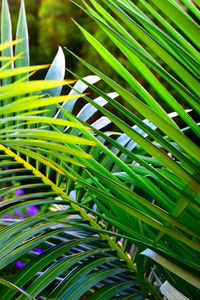 Close-up of green leaf on palm tree