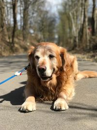 Portrait of dog sitting outdoors