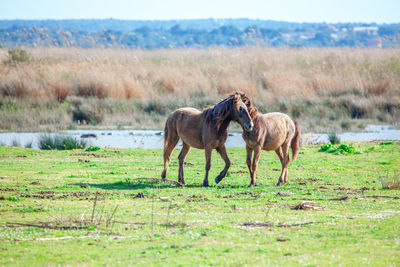 Wild horses in nature reserve . young mustangs together on the meadow . playing foals
