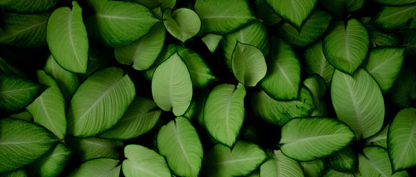 Closeup green leaves of tropical plant in garden. dense green leaf with beauty pattern background