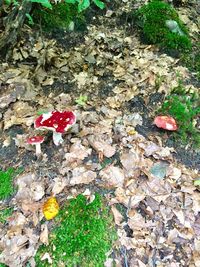 High angle view of tree stump on field