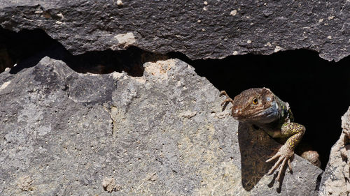 Close-up of lizard on rock