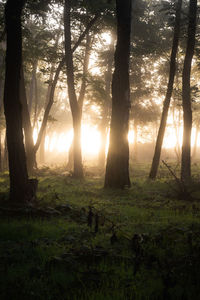 Trees in forest