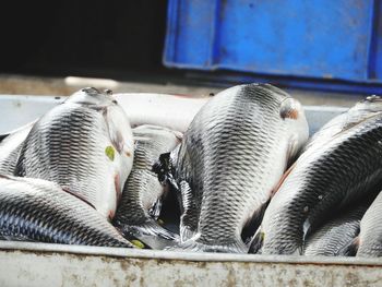 Close-up of fish for sale