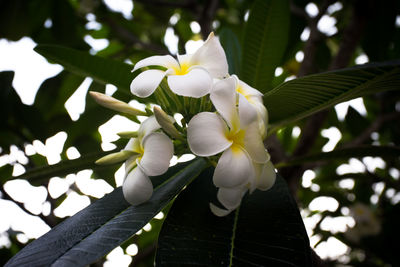 Close-up of white flowering plant