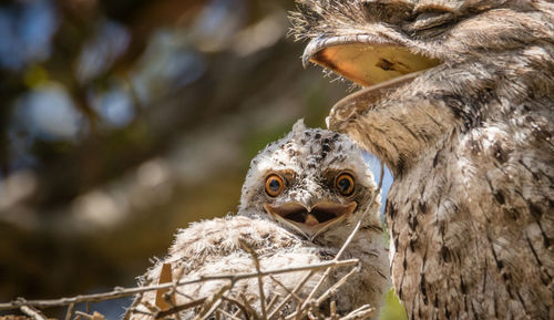 Close-up of owls outdoors