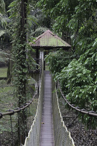 Footbridge amidst trees in forest