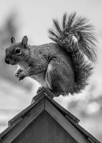 Close-up of squirrel on birdhouse