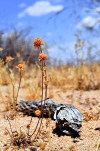 Close-up of plants growing on field