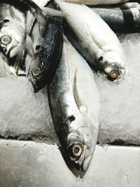 Close-up of fish in market