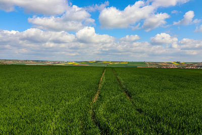 Scenic view of agricultural field against sky