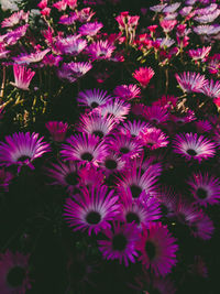 High angle view of pink flowering plants