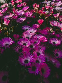 High angle view of pink flowering plants