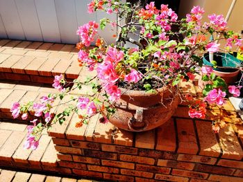 High angle view of pink flower pot on table