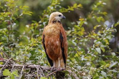 Low angle view of bird perching on tree