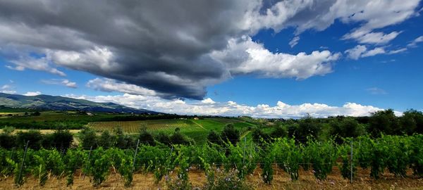 Scenic view of agricultural field against sky