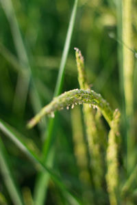 Close-up of lizard on grass