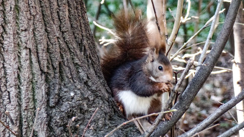 Close-up of squirrel on tree trunk