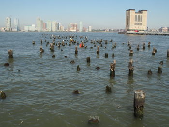 Flock of birds in sea against cityscape