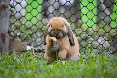 Cute rabbit jumping and playing in the meadow green grass. friendship with easter bunny. 