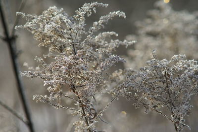 Close-up of cherry blossom tree during winter