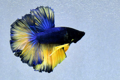 Multi color betta fish halfmoon from thailand or siamese fighting fish isolated in grey background