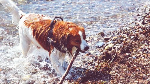 Dog in water