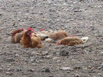 High angle view of ducks