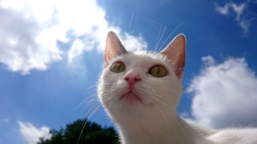 Close-up portrait of cat against sky