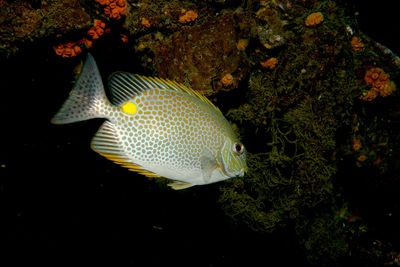 Close-up of fish swimming in sea