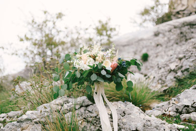 Close-up of white flowering plant on field