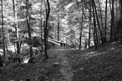 Trees in forest