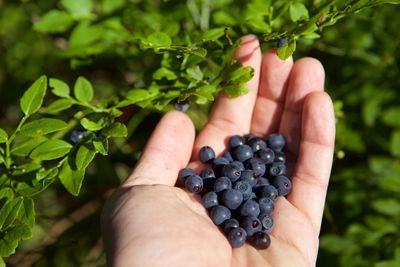 Picking or collecting fresh organic ripe blueberries on the bush with green leaves in summer