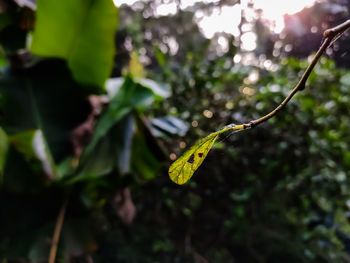 Close-up of butterfly on leaf