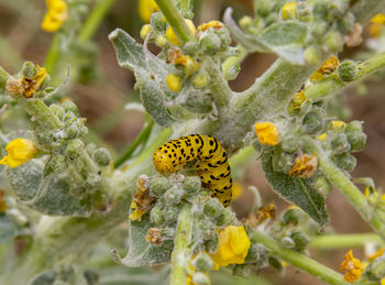 Close-up of insect on yellow flower