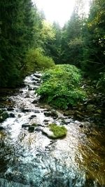 River flowing through forest